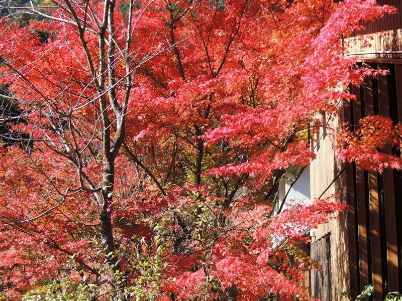 川沿い露天風呂からの紅葉。 川沿い露天風呂からの紅葉。